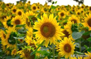 太阳花的象征意义是什么