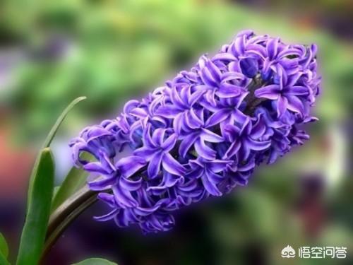 春天的花都有什么花（春天的花有什么花100种）