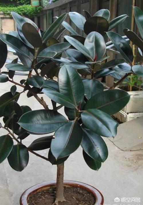 橡胶树盆栽（橡胶树盆栽寓意）