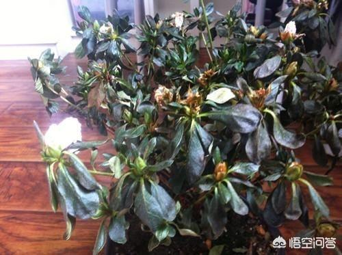 干枯的杜鹃花怎样复活（杜鹃花叶子像烧焦一样）