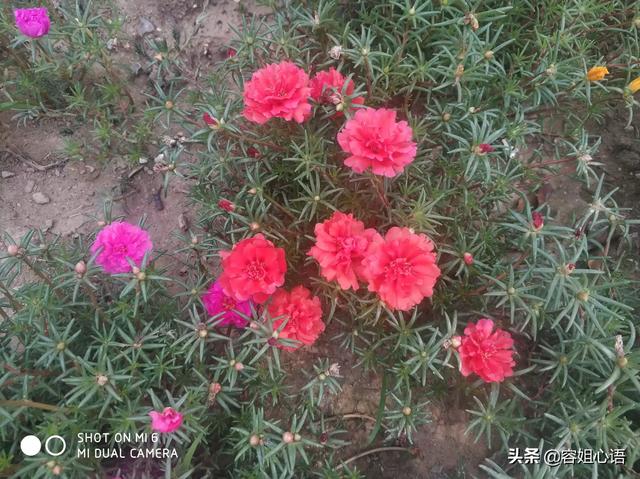 太阳花长什么样子（太阳花长什么样子视频）