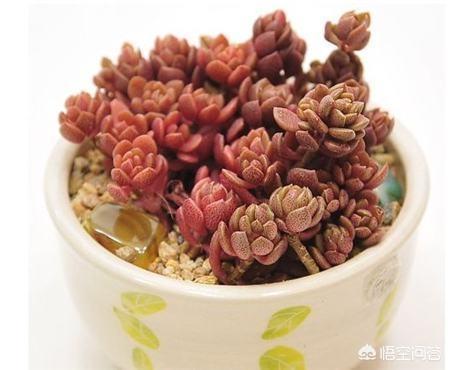 多肉植物图鉴大全（多肉植物种类大全图片及名称）