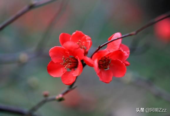 鲜花品种大全名字图片（鲜花品种及花语）