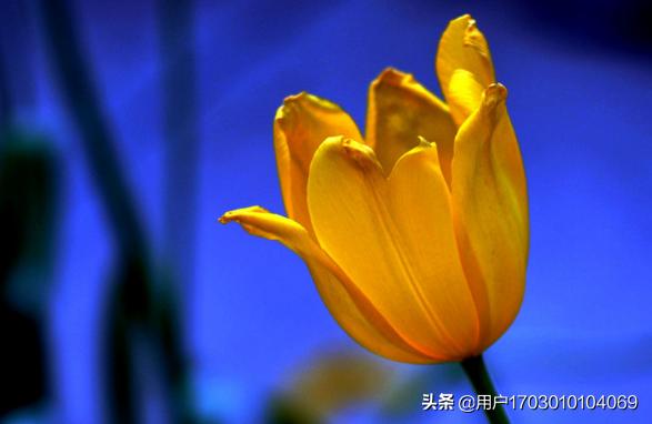 郁金香是哪个国家的象征（郁金香的介绍）