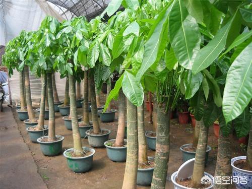 盆栽发财树怎么养才能更旺盛