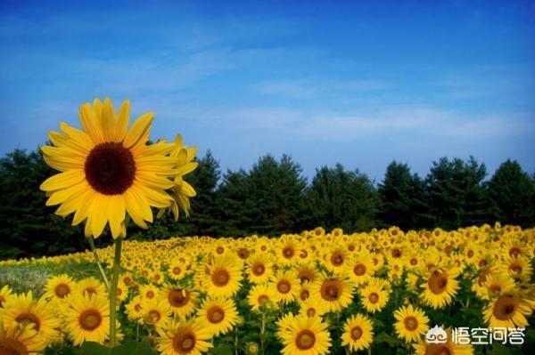 向日葵寓意及花语(向日葵寓意及花语发朋友圈)