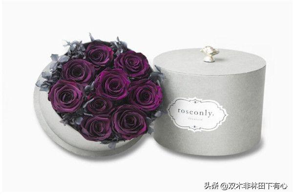 黑玫瑰的花语文案(黑玫瑰的花语文案简短)