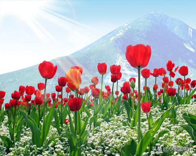 不同颜色郁金香花语(不同颜色郁金香花语和寓意)