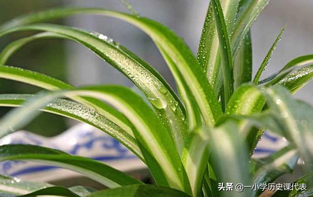 吊兰怎么养殖方法和注意（吊兰怎么养殖方法和注意事项）