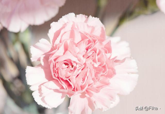 康乃馨粉色（康乃馨粉色花语是什么）