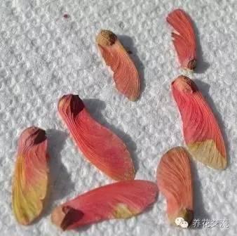 枫树种子（枫树种子多久发芽）
