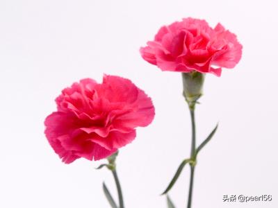 母亲节送妈妈的花（母亲节送妈妈的花叫什么）