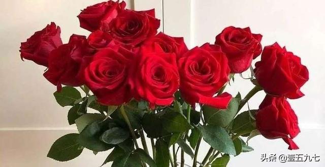 11朵玫瑰代表(11朵玫瑰代表啥)