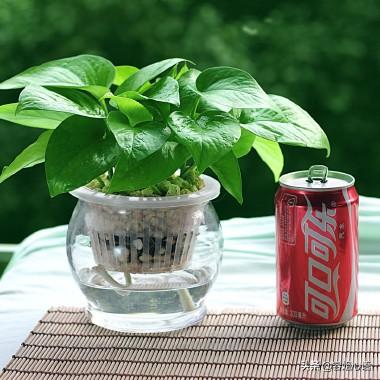 水培绿萝(水培绿萝怎样栽培才能更旺盛)