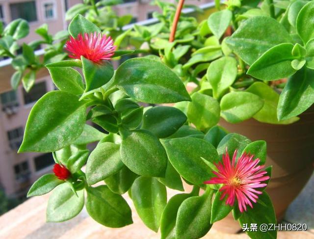 牡丹吊兰(牡丹吊兰能吃吗)