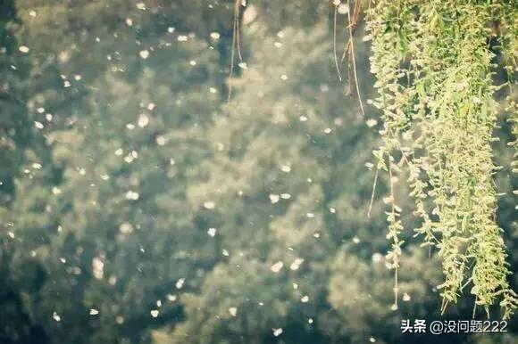 柳树靠什么传播种子