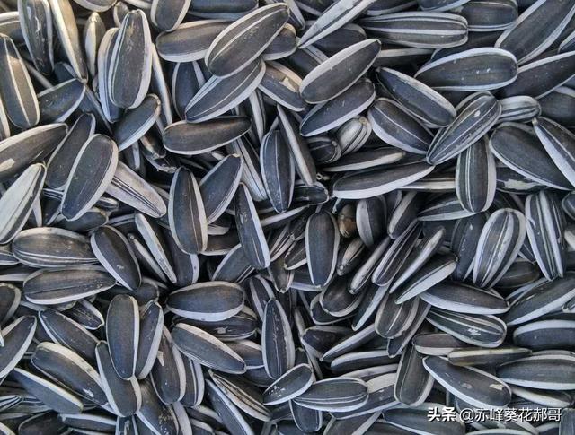 向日葵植物传播种子(向日葵植物传播种子的方法)