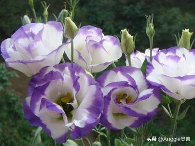 洋桔梗的花语及寓意(洋桔梗的花语及寓意是什么)