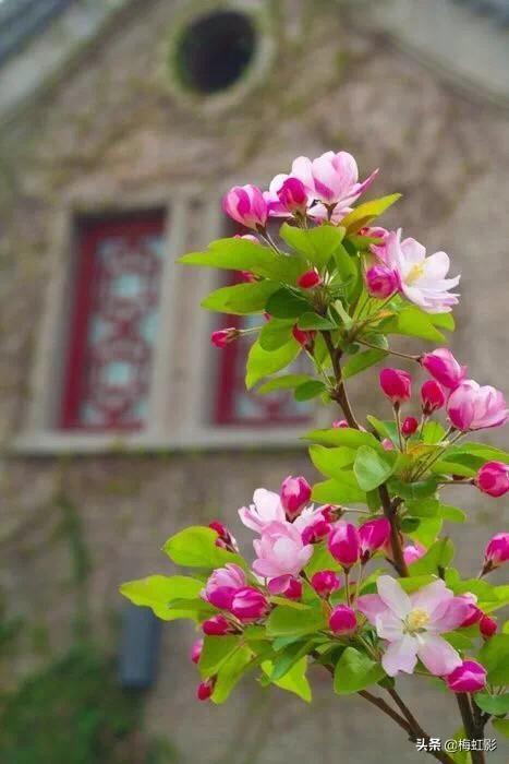 海棠花的样子（海棠花的花语是）