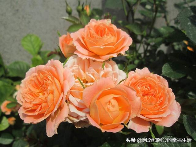 月季花的品种都有哪些（月季花的品种都有哪些名字）