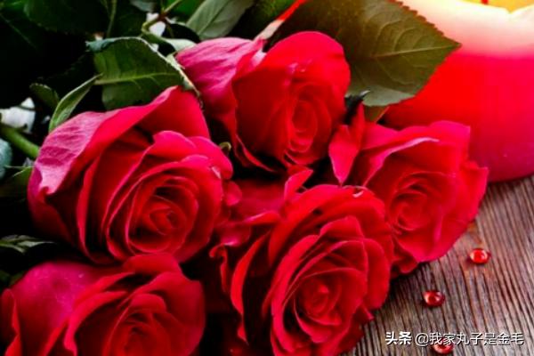 情人节一般送几朵玫瑰花（情人节送多少朵玫瑰合适）