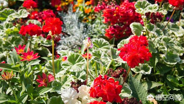 百日草种植方法和时间（百日草为何不能随便种）
