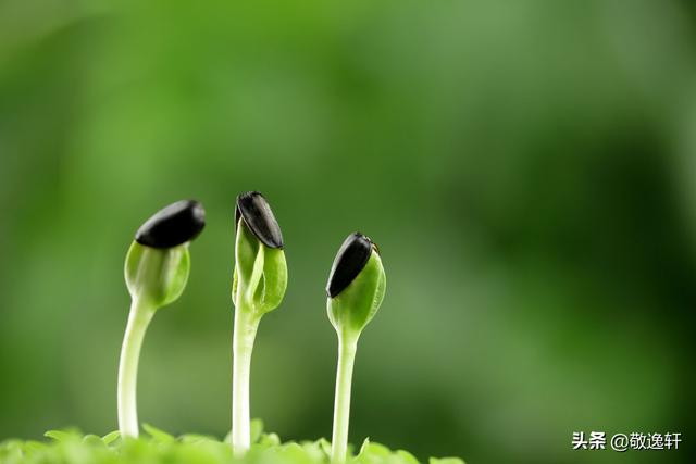 向日葵靠什么传播种子的（向日葵靠什么传播种子填空题）