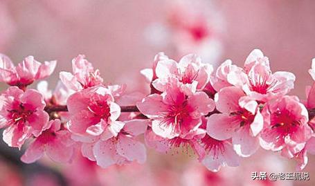 描写桃花的优美句子（描写桃花的优美句子60字左右）