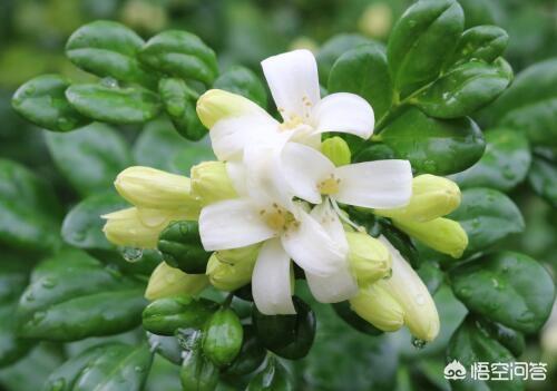 苗木的价格查询（苗木价格查询园林网）