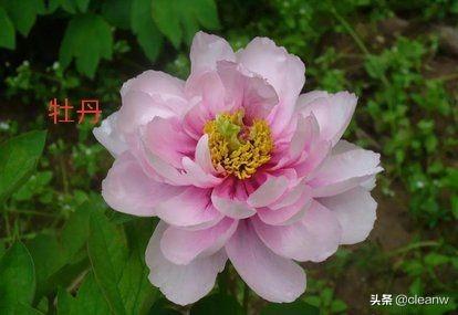 芍药和牡丹图片对照（牡丹入宅是吉还是凶）