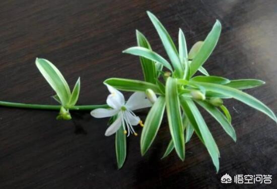 金边吊兰会开花吗（金边兰花什么时间开花）