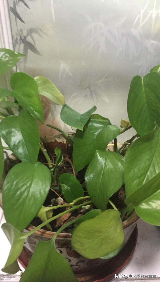 家里摆放什么绿植最好(家中摆放什么绿植好)