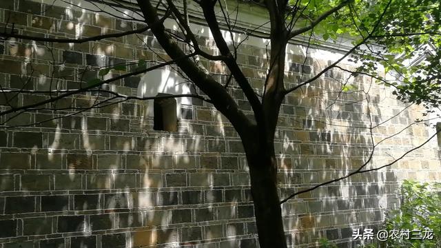 风景树有哪些品种（庭院风景树有哪些品种）