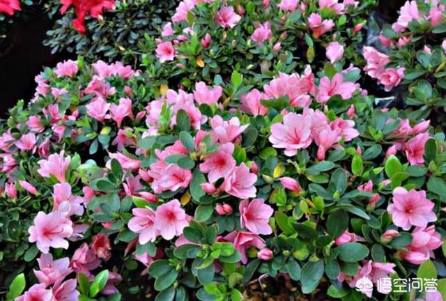 杜鹃花用什么肥料比较好（杜鹃花用什么肥料比较好可以成活）