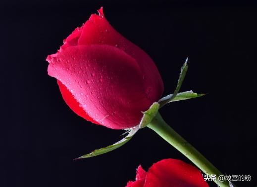 玫瑰花花束图片真实照片(玫瑰花花束图片真实照片高清)