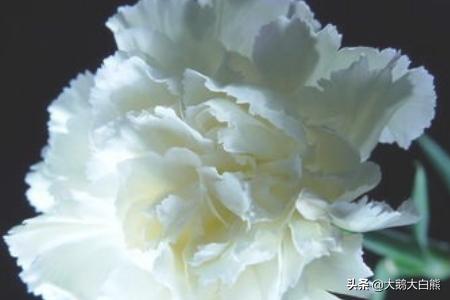 康乃馨花语大全带图片（康乃馨花语大全 寓意）