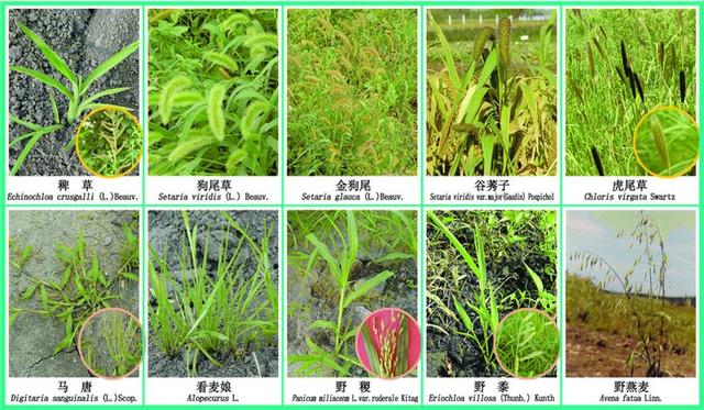 农田常见100种杂草图谱（农田杂草的定义）