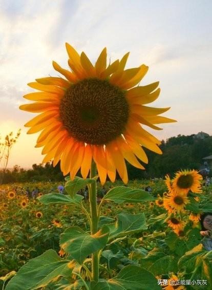 向日葵的阳光励志句子（向日葵的励志话语）
