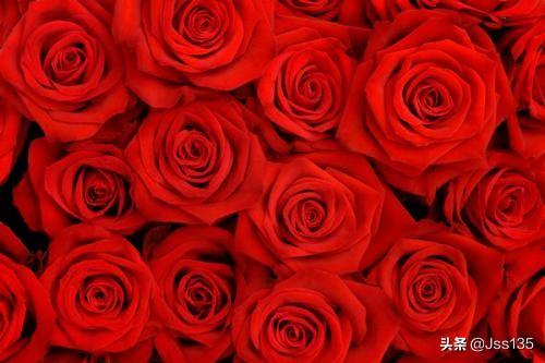 玫瑰花的种类有哪些（玫瑰花种类介绍与名称）