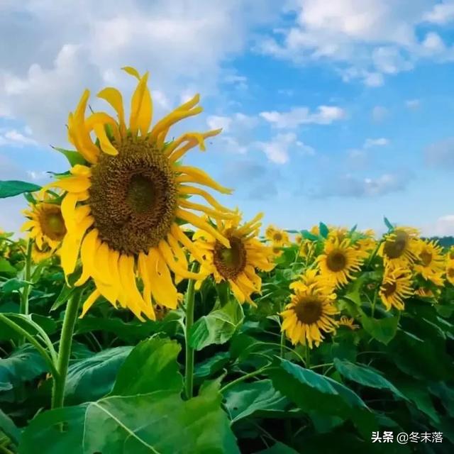 向日葵的花语是什么入目皆是你