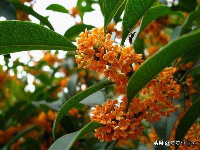 桂花树简介（桂花树简介100字的）