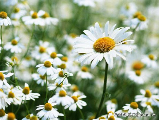 五种花的象征意义（十种花的象征意义）