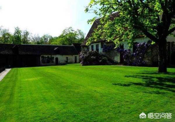 十种常见的草坪草（五种常见草坪草）