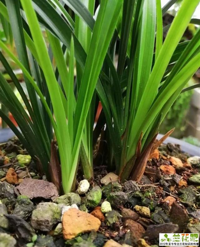 兰花的种植方法和技巧（兰花的种植方法以及注意事项）