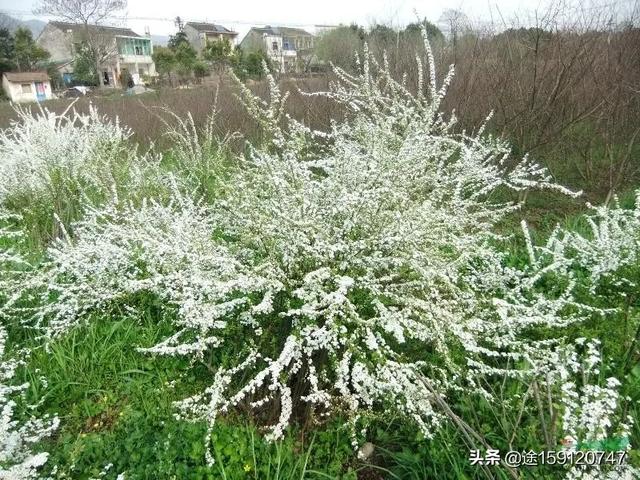 春天开的花的名字和图片（春天开的花的名字和图片有哪些）