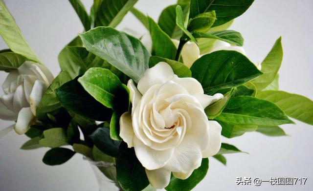 栀子花的寓意和象征（栀子花的寓意和象征作文）