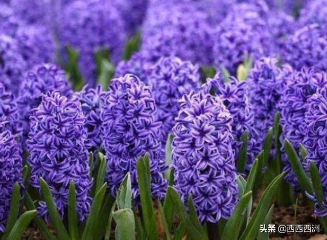 花代表什么象征意义(向日葵花代表什么象征意义)