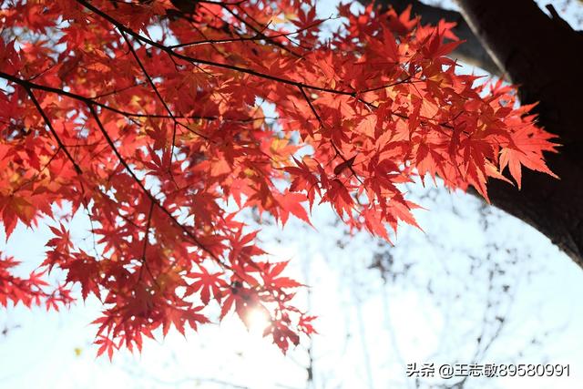 一年四季红叶子的树（四季红叶树有哪些品种）