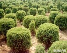 农村栽什么树苗最值钱（农村栽什么树最好）