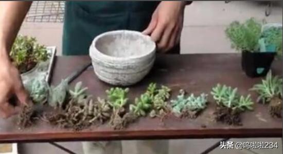 多肉植物图片大全大图盆景(多肉植物图片大全大图盆景)